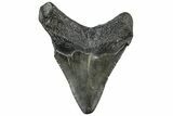Juvenile Megalodon Tooth - South Carolina #312103-1